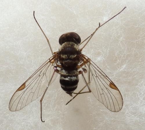 Chrysopilus sp.